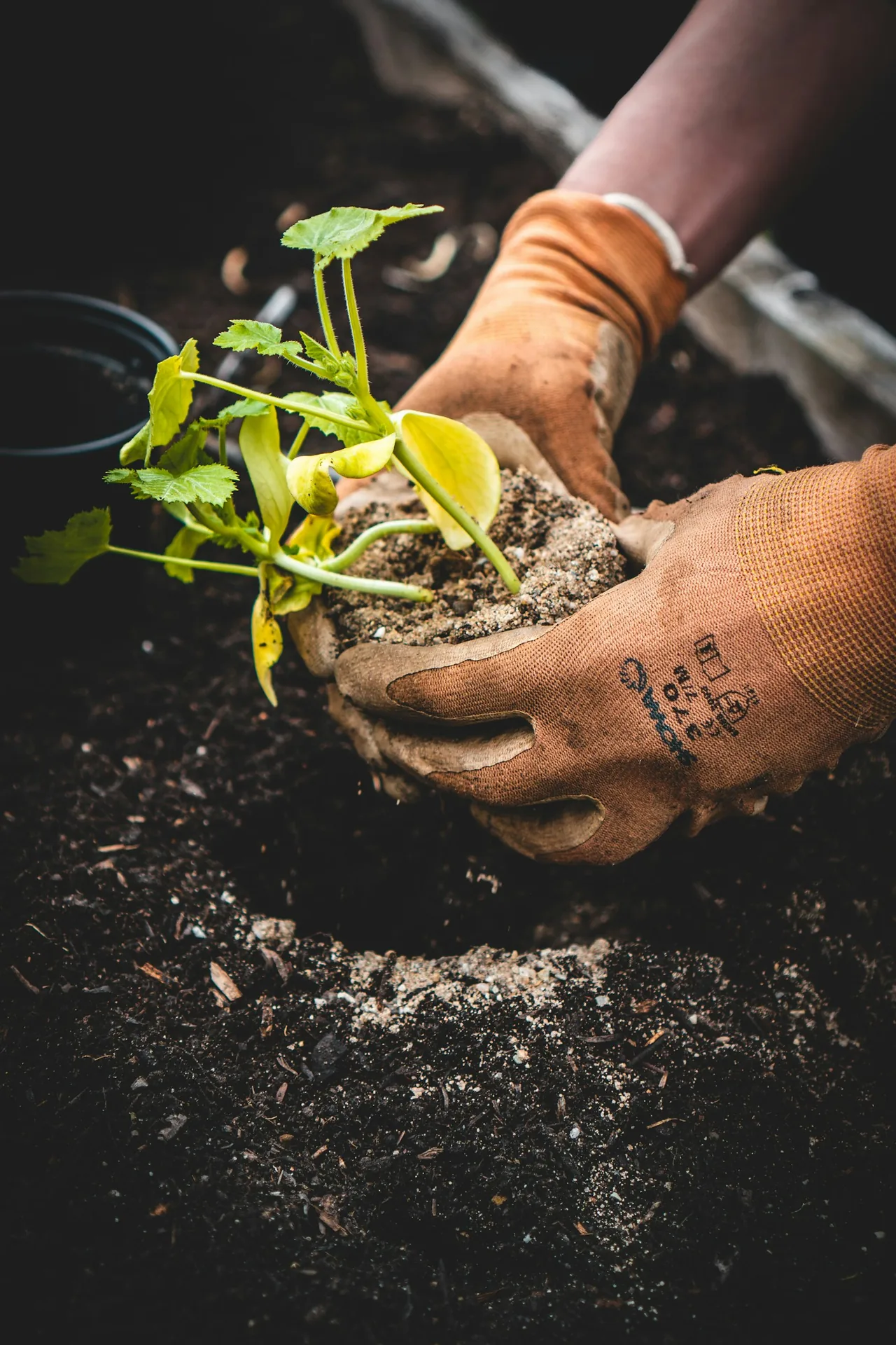 Gloved hands planting a young seedling in soil